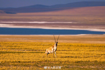 可愛壁紙上新！藏羚羊就是高原上的精靈吧