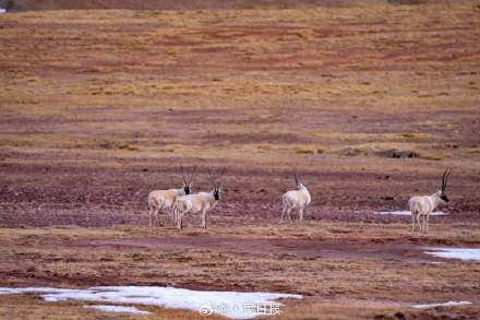 可愛壁紙上新！藏羚羊就是高原上的精靈吧
