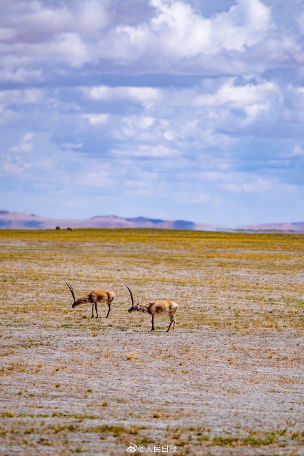 可愛壁紙上新！藏羚羊就是高原上的精靈吧