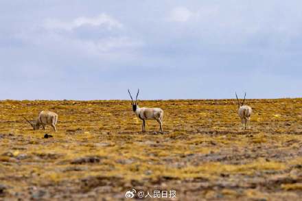 可愛壁紙上新！藏羚羊就是高原上的精靈吧