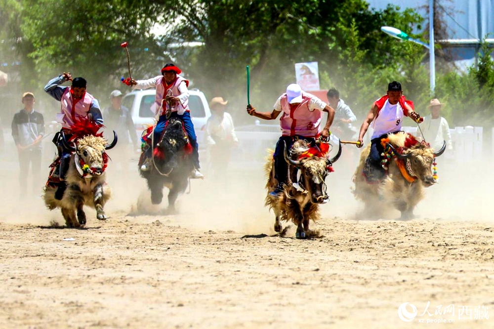 拉薩首屆農(nóng)牧民運(yùn)動(dòng)會(huì)上的賽牦牛比賽。