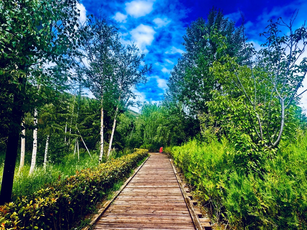 郁郁蔥蔥的南山公園。人民網(wǎng)記者 益西康珠攝