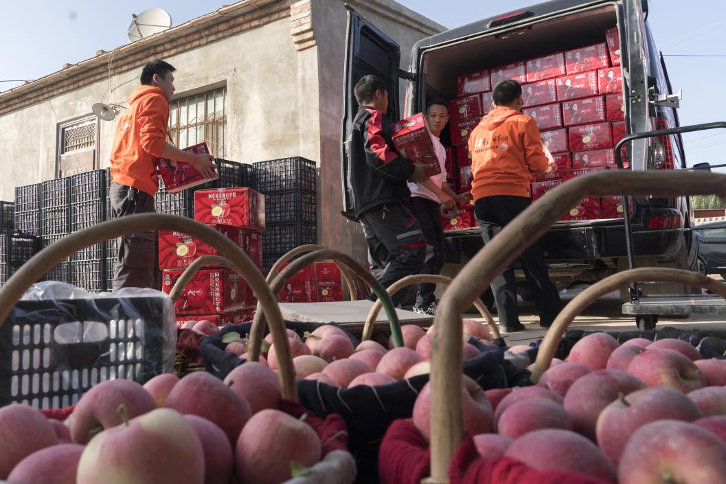 西部冰糖心蘋果，乘著商流上行。劉浩攝