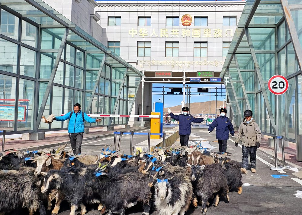 海關(guān)關(guān)員監(jiān)管驗(yàn)放出口活羊。次旺久美攝