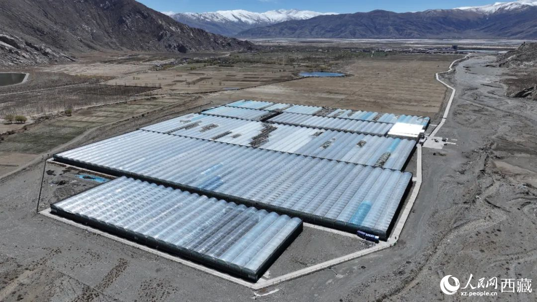 戈壁田園全景。次仁龍布攝