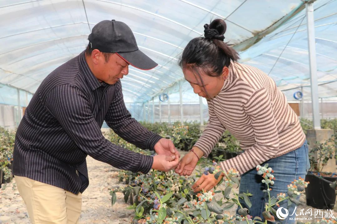 技術(shù)員劉家平和措姆在溫室大棚檢查藍(lán)莓的長(zhǎng)勢(shì)。次仁龍布攝