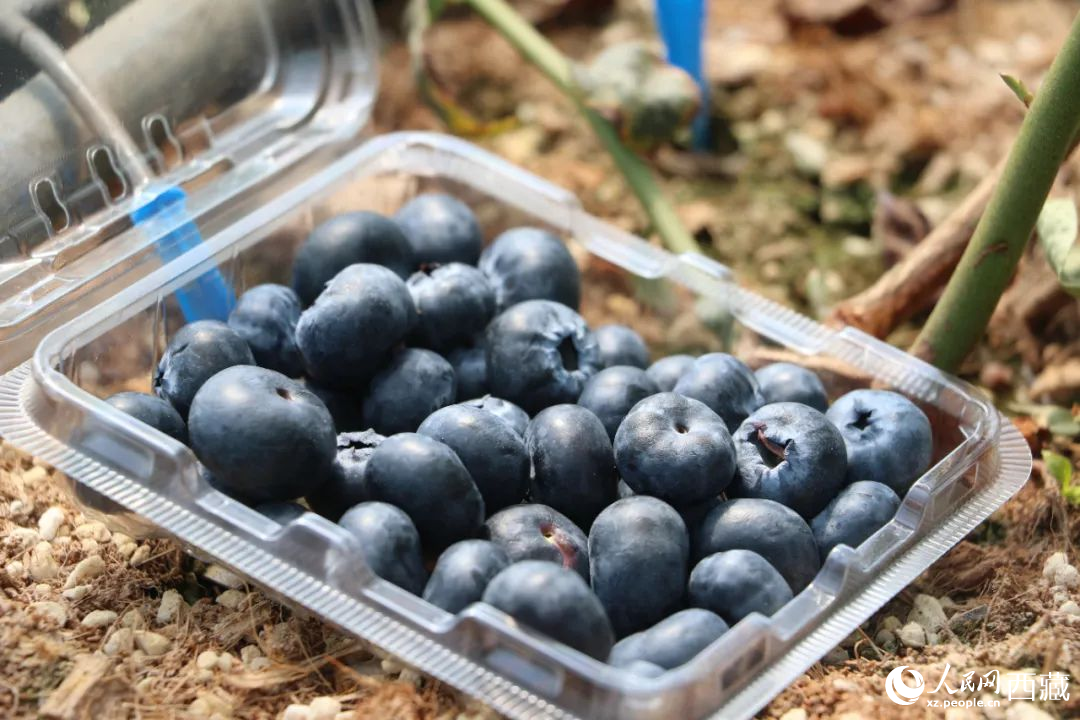 藍(lán)莓表面覆蓋著天然果霜。次仁龍布攝