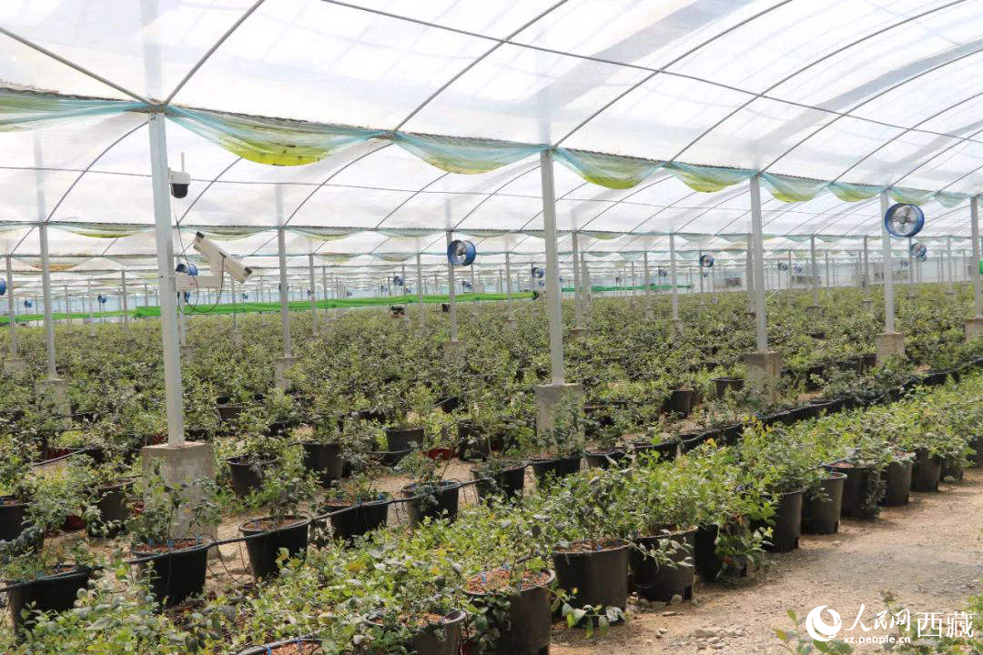 戈壁田園藍(lán)莓工業(yè)化種植基地。次仁龍布攝