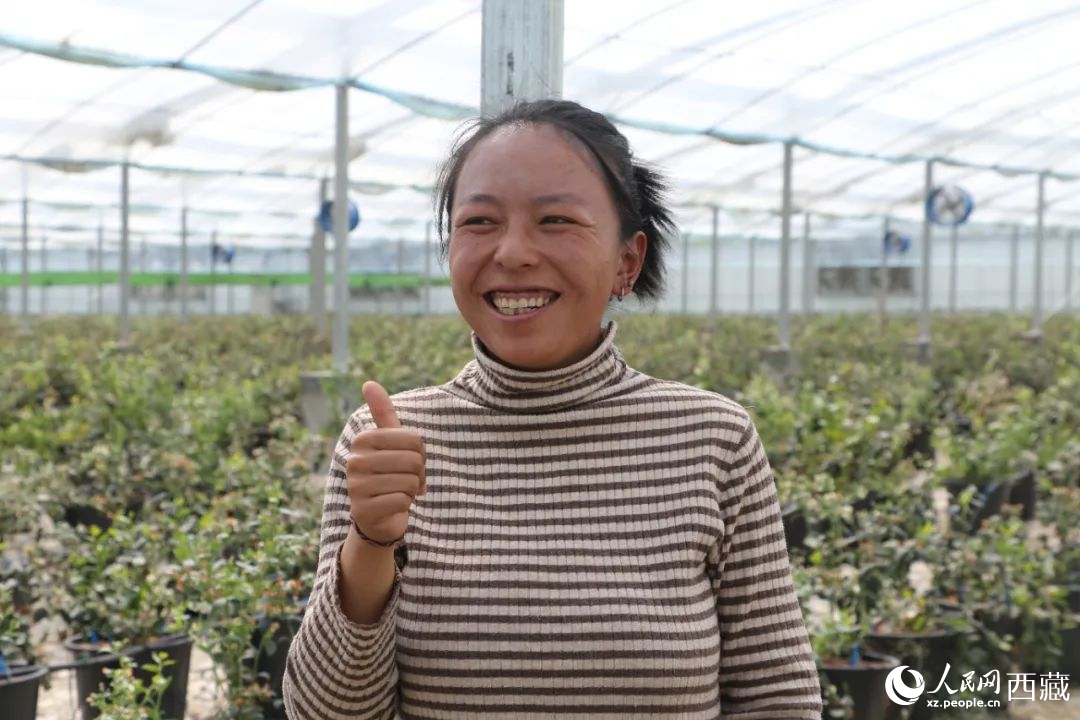 措姆品嘗自己精心照料的藍(lán)莓后，豎起了大拇指。次仁龍布攝