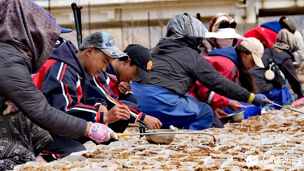 西藏定日：思政課“搬”進(jìn)育苗基地【2】