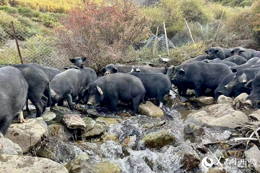 高山放養(yǎng)的藏香豬。人民網記者 次仁羅布攝