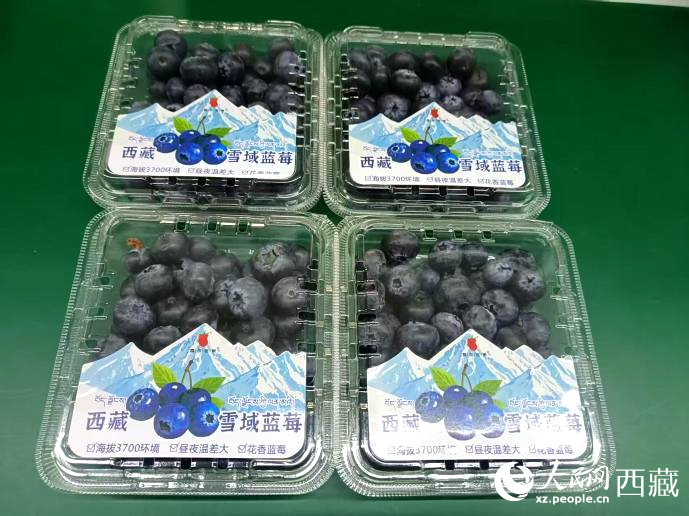 西藏雪域藍(lán)莓。羅雨欣攝
