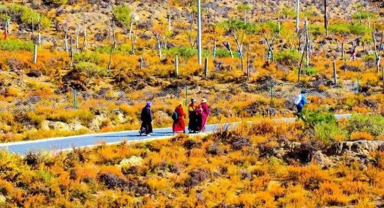 懂西藏的人，一定不會錯過林芝的秋天