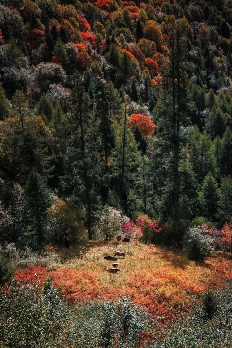 懂西藏的人，一定不會錯過林芝的秋天