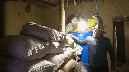 青稞“蛻變”，牦?！俺鋈Α?！看西藏農(nóng)牧民的“十四五”豐收答卷