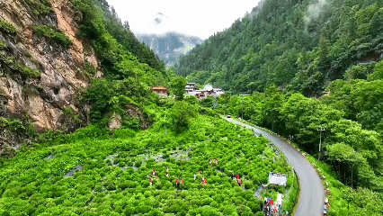 青稞“蛻變”，牦?！俺鋈Α?！看西藏農(nóng)牧民的“十四五”豐收答卷