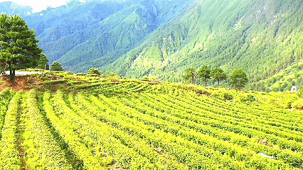 青稞“蛻變”，牦牛“出圈”！看西藏農(nóng)牧民的“十四五”豐收答卷