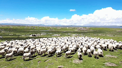 青稞“蛻變”，牦?！俺鋈Α保】次鞑剞r(nóng)牧民的“十四五”豐收答卷