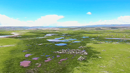 青稞“蛻變”，牦牛“出圈”！看西藏農(nóng)牧民的“十四五”豐收答卷