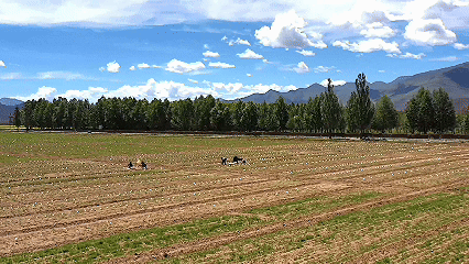 青稞“蛻變”，牦?！俺鋈Α?！看西藏農(nóng)牧民的“十四五”豐收答卷