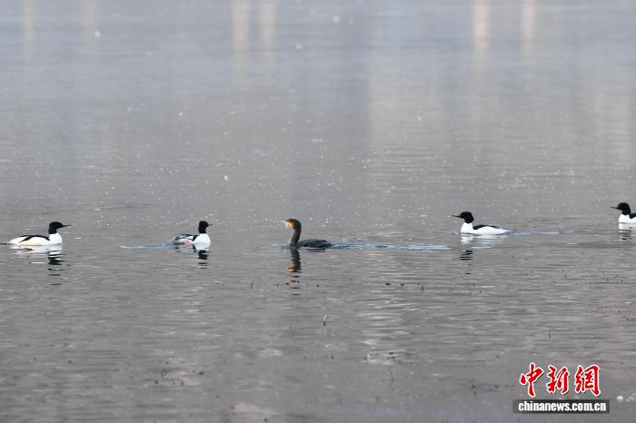 拉薩拉魯濕地成候鳥(niǎo)樂(lè)園