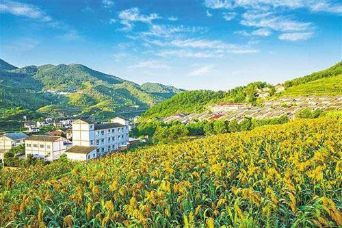 【理上網(wǎng)來o輝煌十九大】鄉(xiāng)村振興戰(zhàn)略：更綜合、全面、系統(tǒng)的發(fā)展戰(zhàn)略