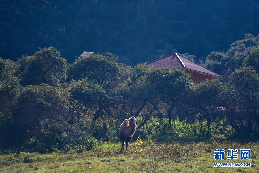 （全面建成小康社會(huì)“百城千縣萬村調(diào)研行”·圖文互動(dòng)）（8）青海卡陽村：“光棍村”的華麗轉(zhuǎn)身
