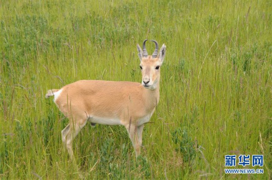(新華全媒頭條·圖文互動(dòng))(11)大湖見(jiàn)證 ——持續(xù)保護(hù)讓青海湖生態(tài)華麗“蝶變”