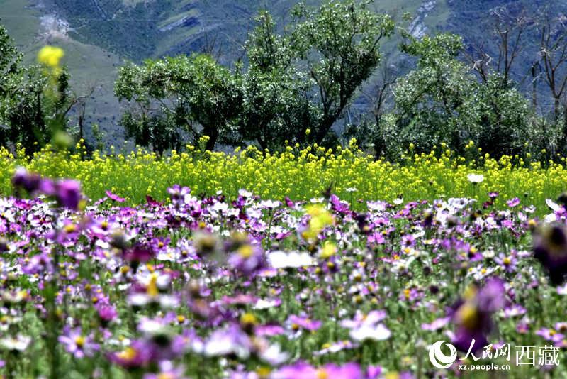 油菜花與格桑花相映成趣。人民網(wǎng) 李海霞攝