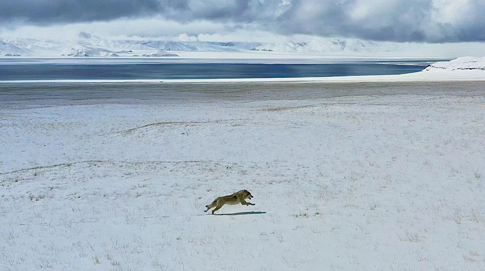 雪地里疾馳的阿里“狼”。