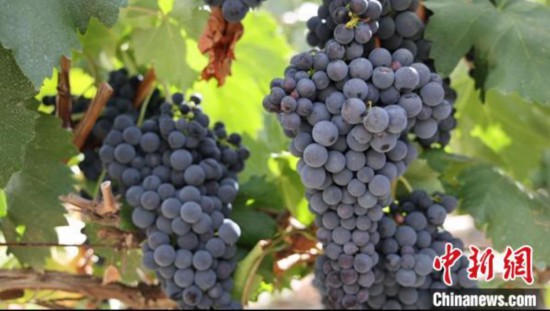 圖為桑日縣種植的葡萄?！∩侥仙Ｈ湛h委宣傳部提供