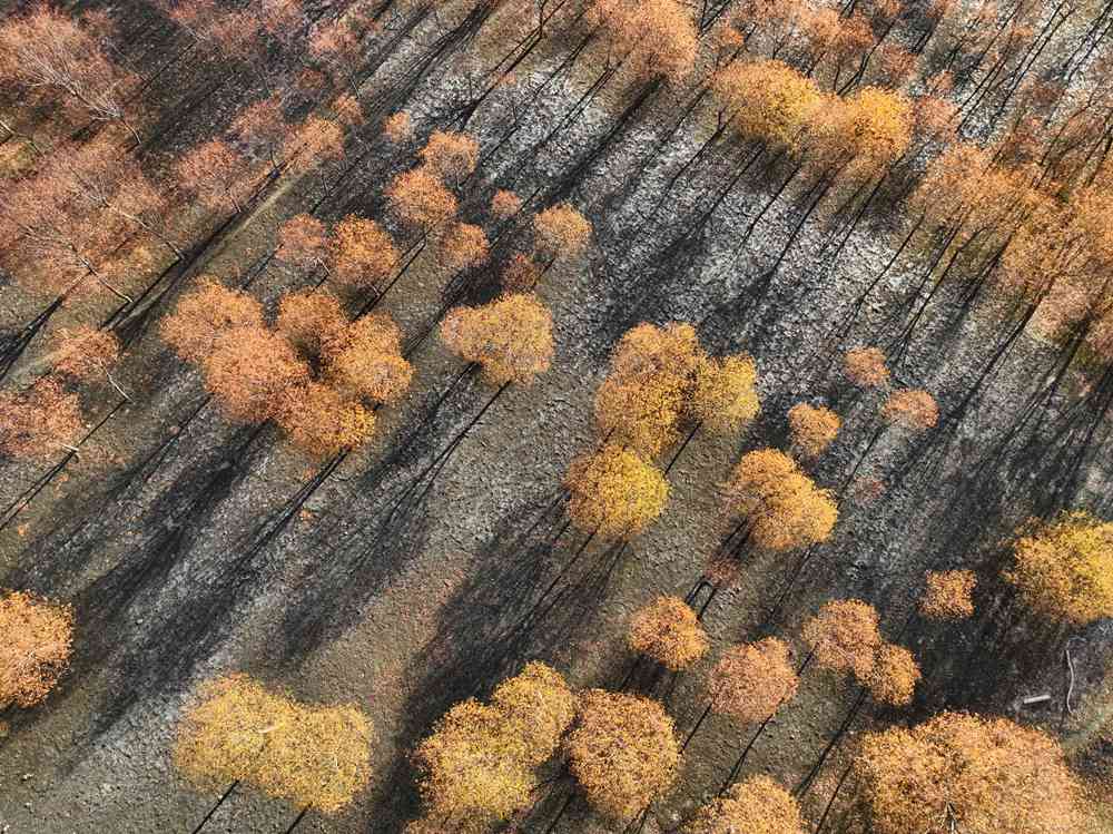 入冬時(shí)節(jié)，雅魯藏布江畔的樹(shù)林一片金黃。