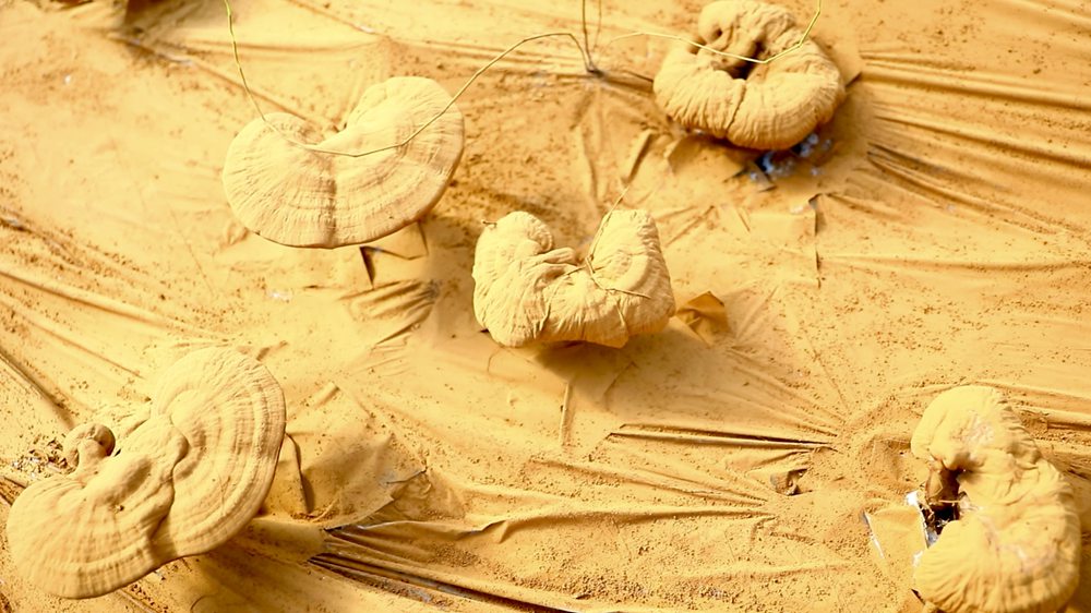 靈芝基地內(nèi)孢子粉布滿塑料膜。